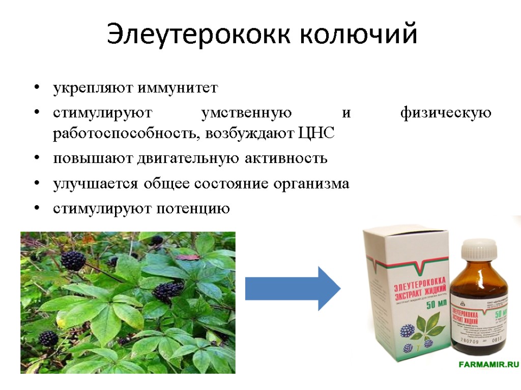 Элеутерококк колючий укрепляют иммунитет стимулируют умственную и физическую работоспособность, возбуждают ЦНС повышают двигательную активность